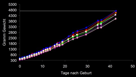 gewichte13.6.